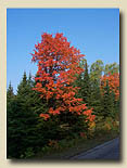 Photo of tree at Haliburton B&B 